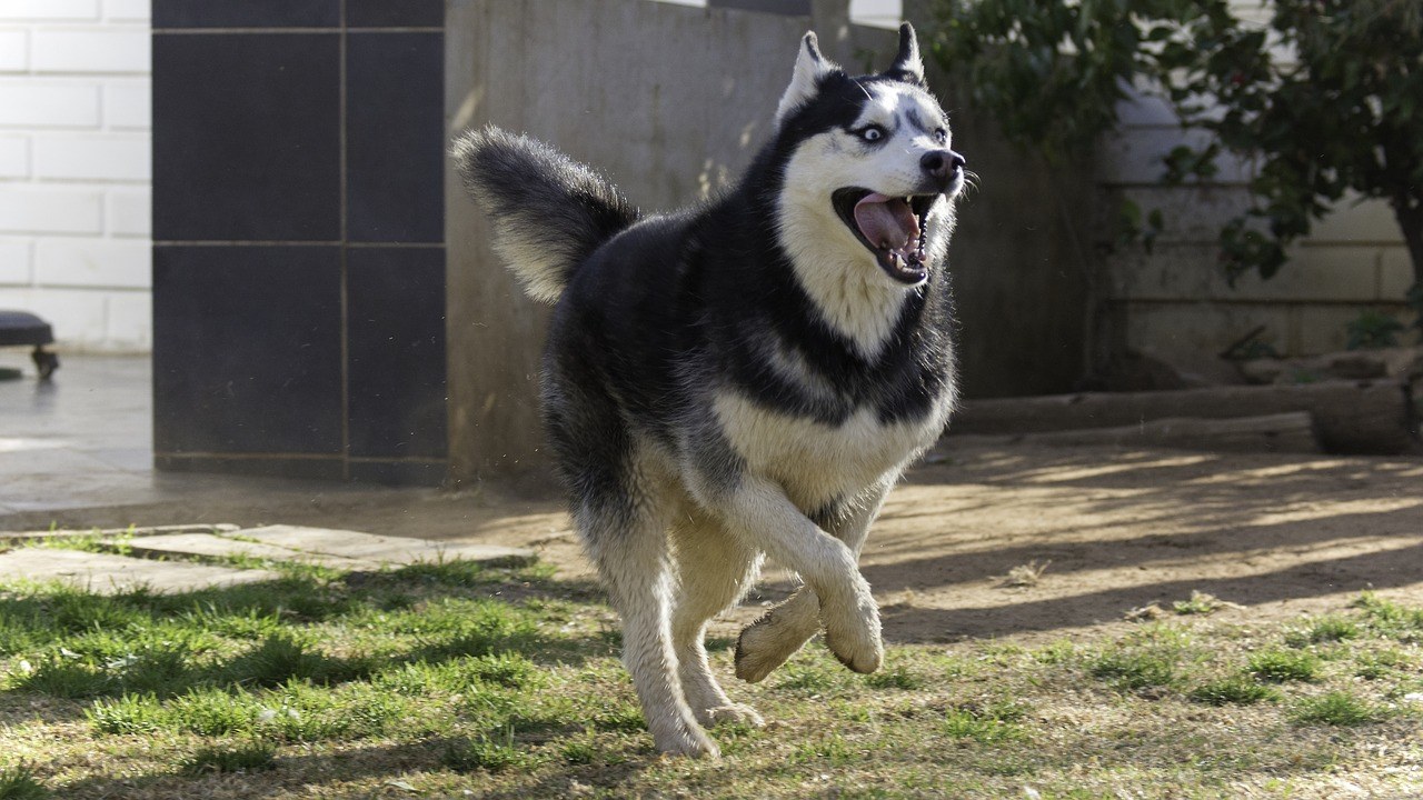 The Best Dog Food For Siberian Huskies - From Puppy to Adult