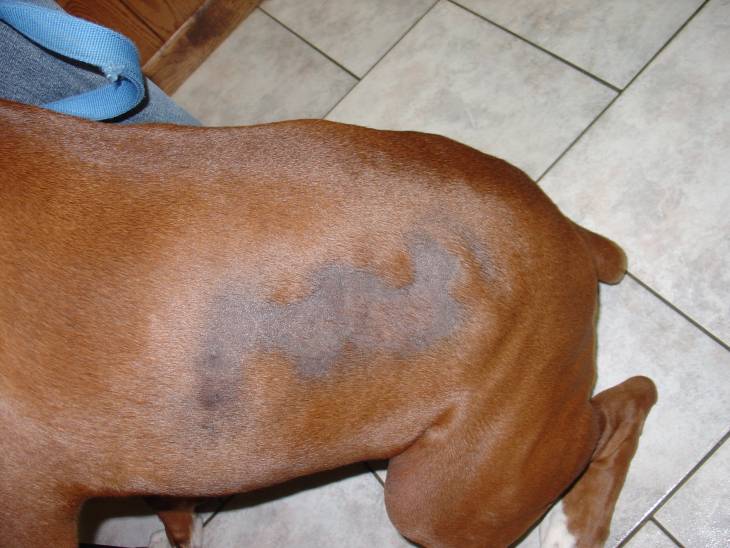 Black Spot on Dog Skin 2