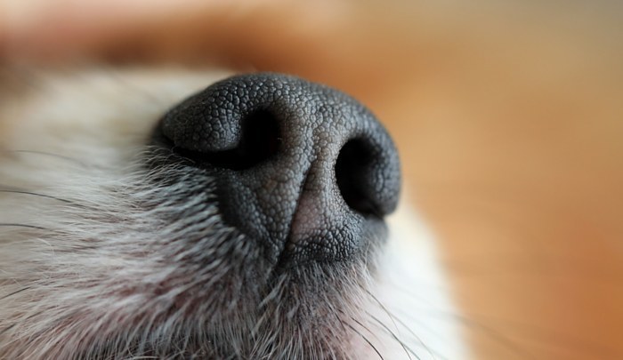 Dry Nose Dog Treatment