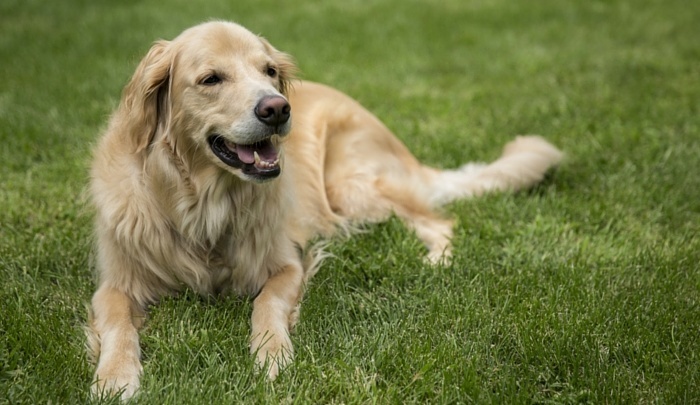 Golden Retriever Allergies