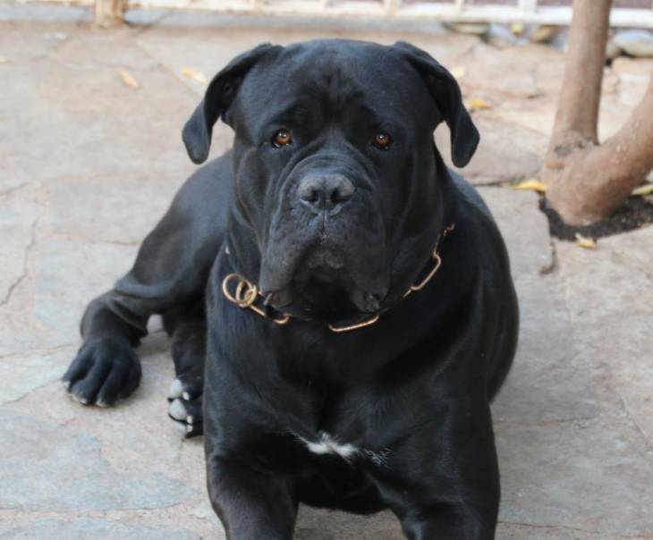 How Much Does A Cane Corso Cost Pup Pricing