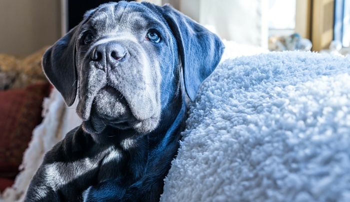 My Cane Corso 1 Year Old Female Brindle Shes A Mush