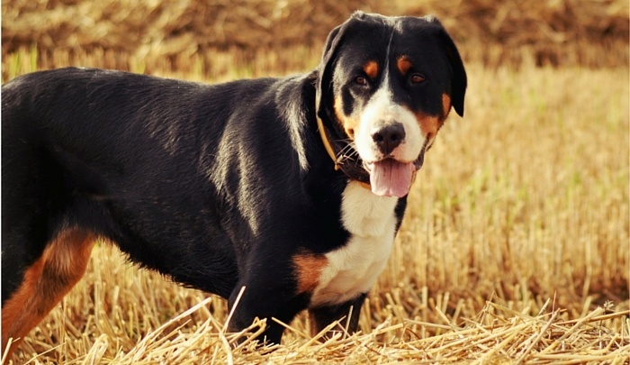 How Much Does a Greater Swiss Mountain Dog Cost