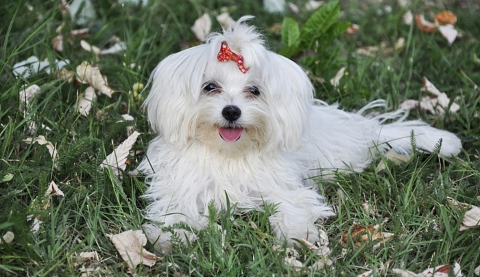 Havanese Dogs Price: How Much Are These 