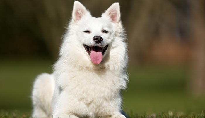 How Much Does a Samoyed Cost