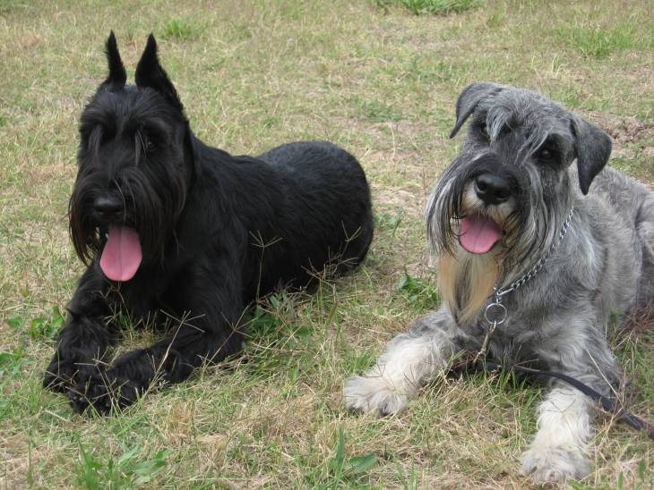 Standard schnauzer puppies sales price