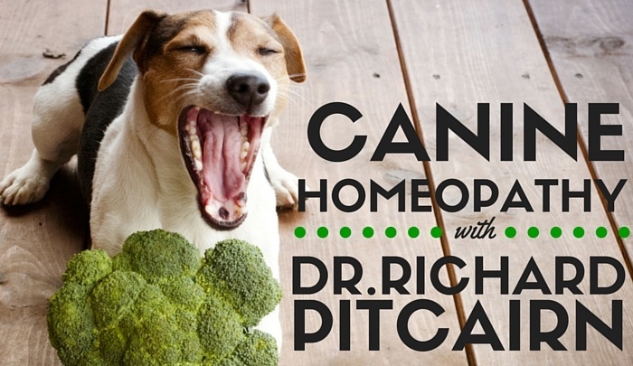 Homeopathy for dogs