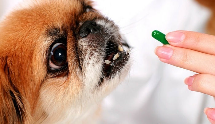 Aspirin for Dogs