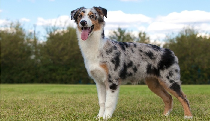 australian shepherd frisbee training