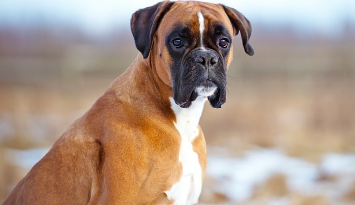 Best Toys for Boxers