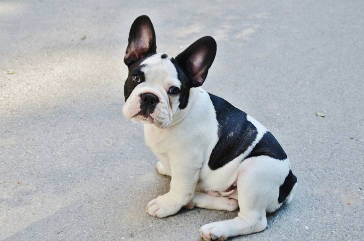 Best Toys for French Bulldogs 2