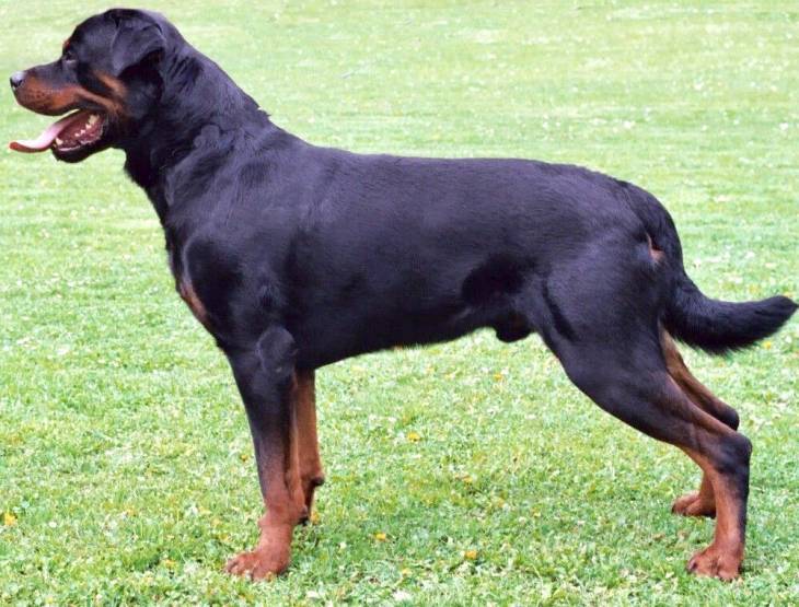 Best Toys for Rottweilers 2