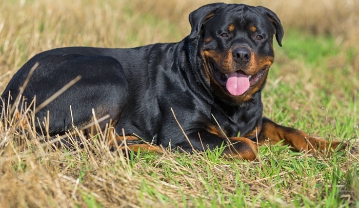 Best Toys for Rottweilers