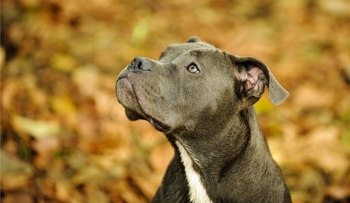 Blue Nose Pitbull