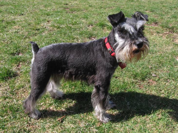 Schnauzer