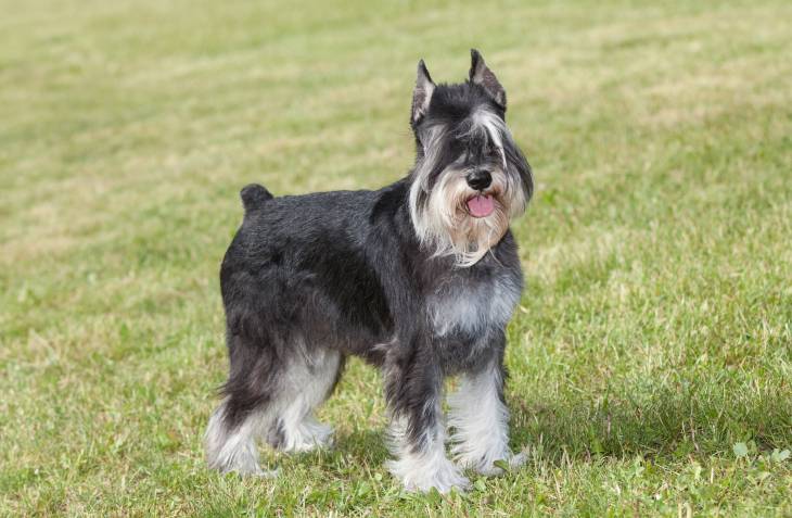 do miniature schnauzers shed