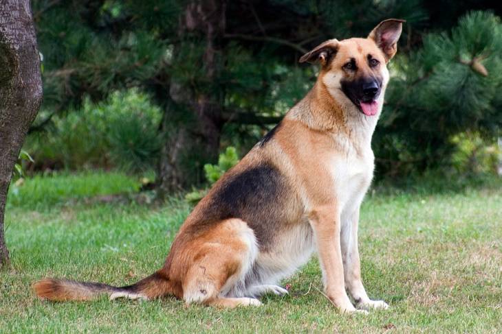 German Shepherd Border Collie Mix 2