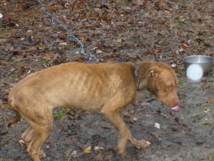 How To Fatten Up A Dog Helpful Tips Herepup