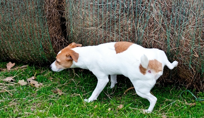 How to Stop a Dog From Peeing in the House