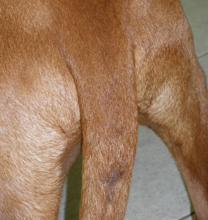 Stud Tail in Dogs 2
