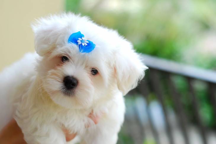 what is the best puppy