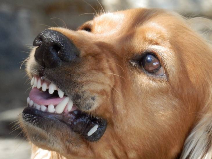 dental insurance for dogs
