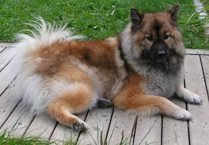 The German Chow Shepherd Mix (Challenging and Cuddly