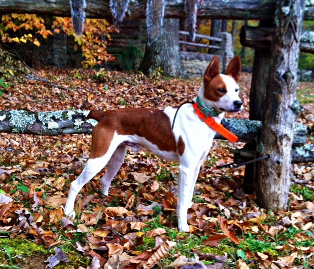 old time mountain feist dog breed