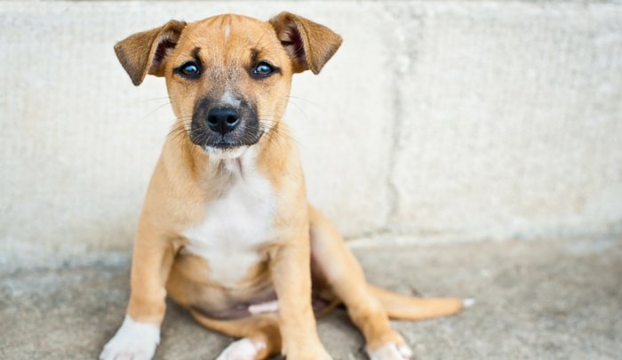 pit mixed with husky