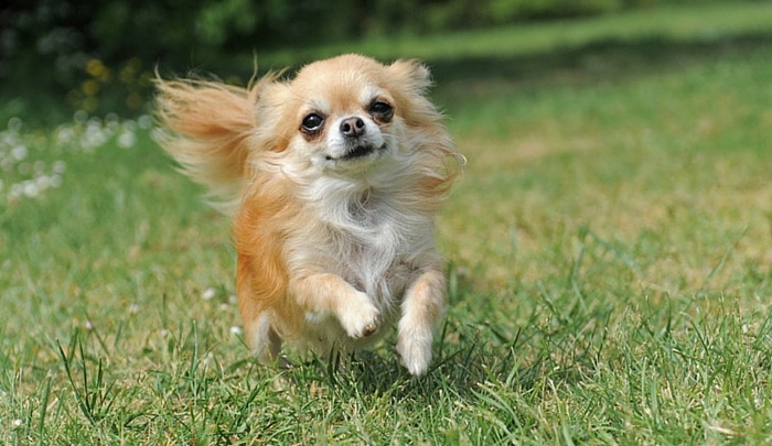 Shih Tzu Chihuahua Mix 