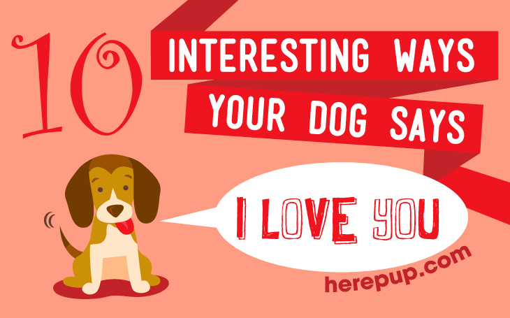 10 Interesting Ways Your Dog Says ‘I Love You’