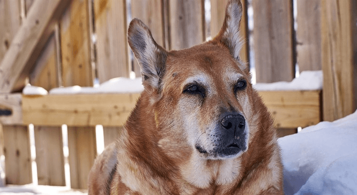 Dog Insurance For Older Dogs