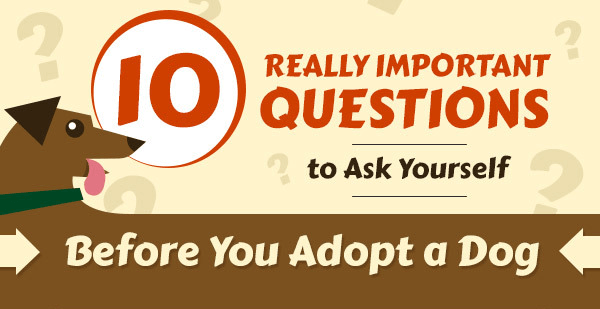10 Really Important Questions You Should Ask Yourself Before You Adopt a Dog