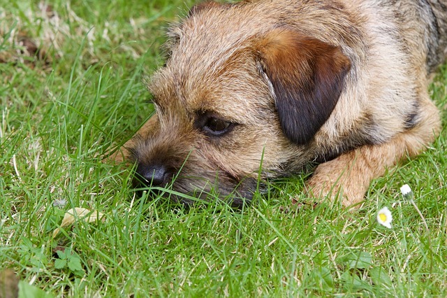 best dog food for border terriers