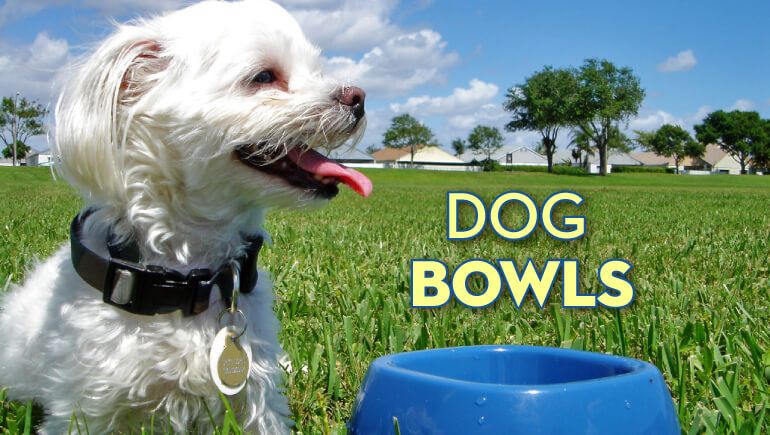 Best Dog Bowls