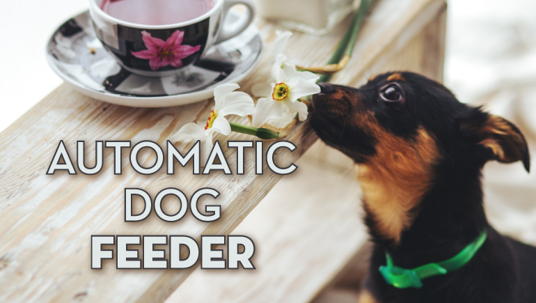 Best Automatic Dog Feeder