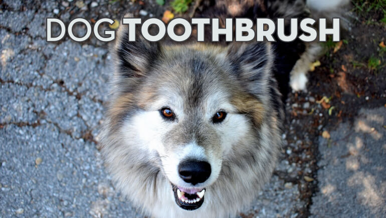 Best Dog Toothbrush