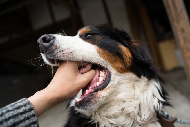 Dog Biting Woman