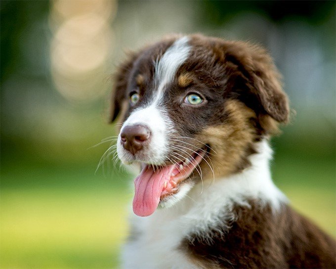 Libra: Australian Shepherd