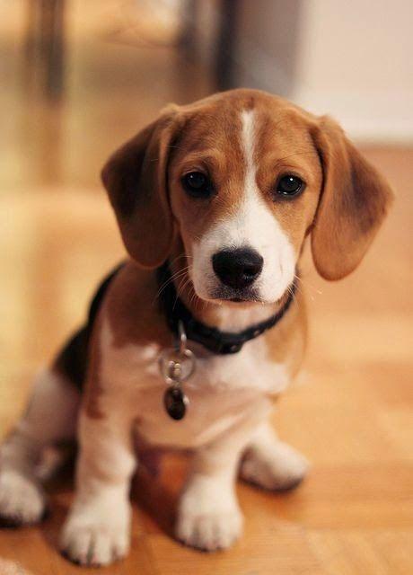 Sagittarius: Beagle