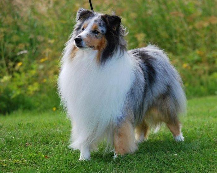 Capricorn: Shetland Sheepdog