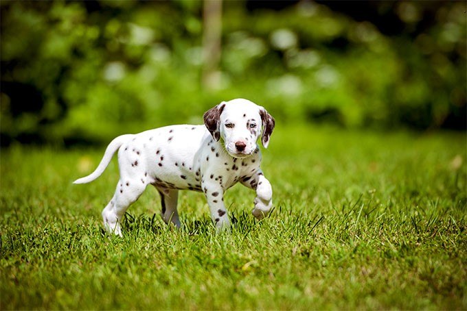 Scorpio: Dalmatian