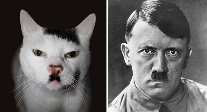 The Kitler Cat