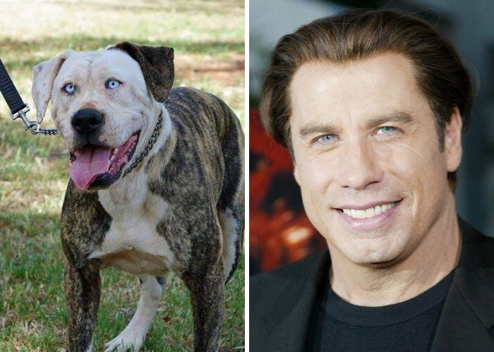 Dog and John Travolta