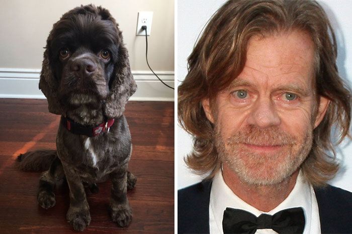 William H. Macy