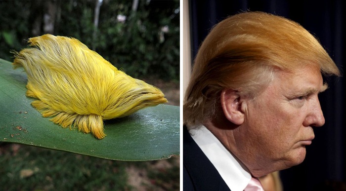 Caterpillar That Looks Like Donald Trump\'s Hair