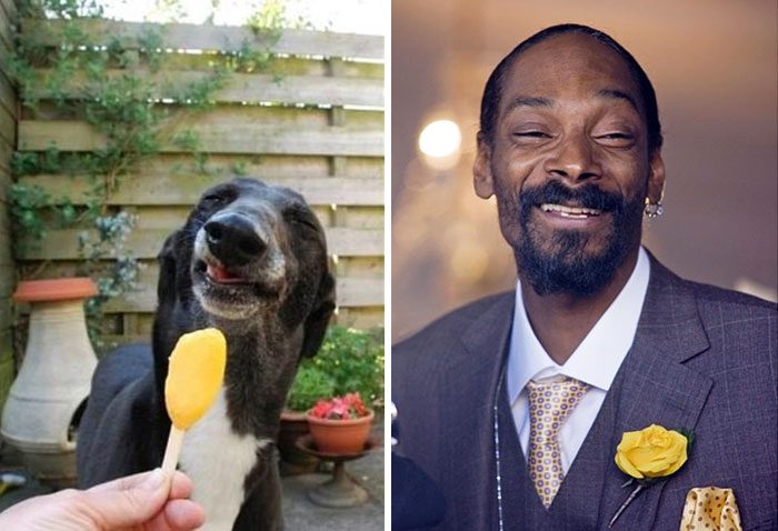 Dog Looking Like Snoop Dog