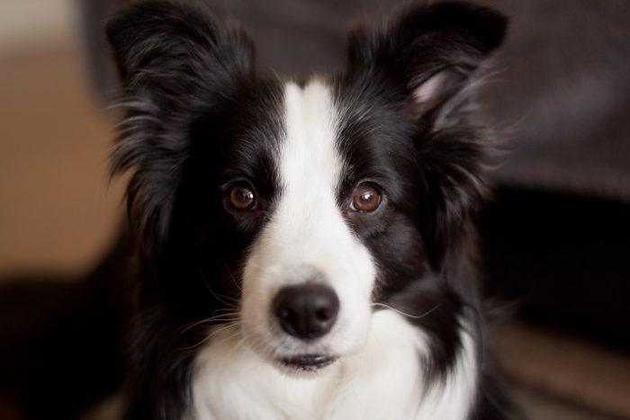 Aquarius: Border Collie