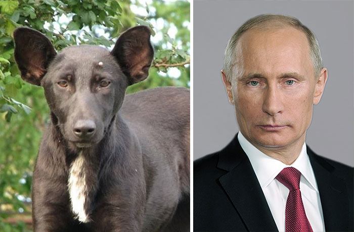 Dog Looks Exactly Like Putin
