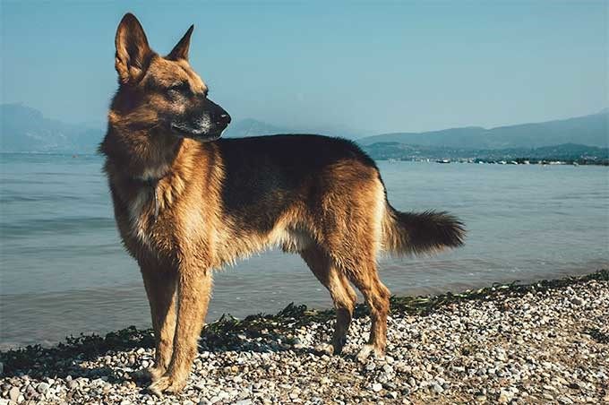 German Shepherd